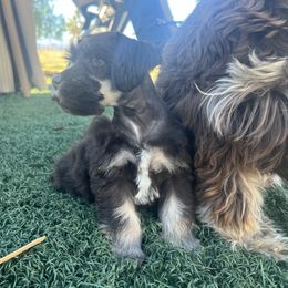 Quantum - Liver female Miniature Schnauzer puppy in Hemet, California from Journee Home Mini Schnauzers