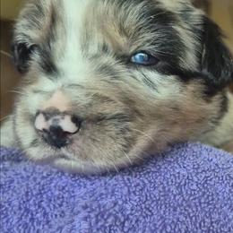 Isaac - Blue merle male Australian Shepherd puppy in Harrodsburg, Kentucky from Triple M Aussies