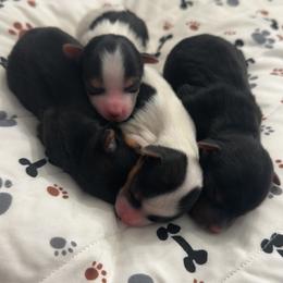 Maverick - Parti male Yorkshire Terrier puppy in Indianapolis, Indiana from Tails of Grace