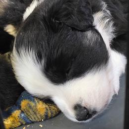 Tate - Black tri-color male Australian Shepherd puppy in Leonard, Texas from Tin Roof Aussies