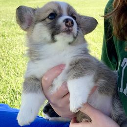 Pembroke Welsh Corgi Puppies from A&A’s Adorable Corgis