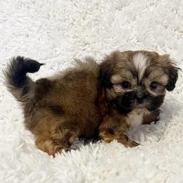 AKC Wolf - Sable male Shih Tzu puppy in Greenville, South Carolina from Babyface Shih Tzu