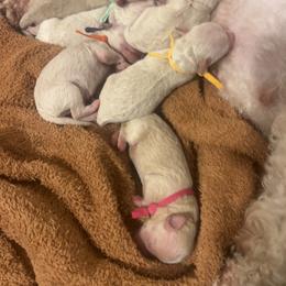 Poodle Puppies from J'Adore Doodles