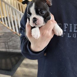 Finnegan - Black brindle and white Boston Terrier puppy in Brandon, South Dakota from Lakeview Bostons