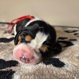 Rosco - Black brown and white male Basset Hound puppy in Denison, Texas from Emma Lou's Baby Bassets