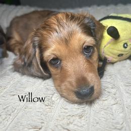 Willow - Red female Dachshund puppy in Madison, North Carolina from Dan River Dachshunds