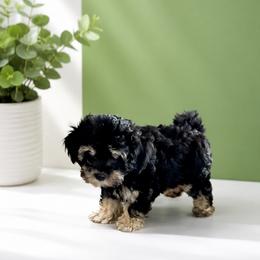 Oreo - Black & tan male Maltipoo puppy in Hernando Beach, Florida from Minipupps
