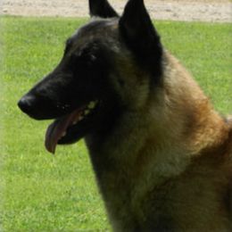 Belgian Malinois All Grown Up from Concho Belgian Malinois
