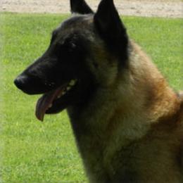 Belgian Malinois All Grown Up from Concho Belgian Malinois