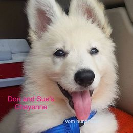 Berger Blanc Suisse and German Shepherd Puppies from Vom Hundhaus German Shepherds