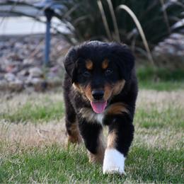 Willow - Black tri-color female Australian Shepherd puppy in Stephenville, Texas from Rockin B Australian Shepherds