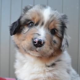 Australian Shepherds from Painted Pup Australian Shepherds