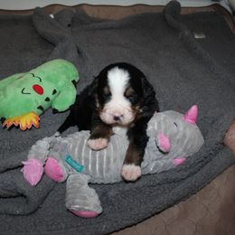 Bernese Mountain Dog Puppies from Baby Bear Bernese Kennel