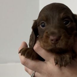 Dachshunds from Doxie Den