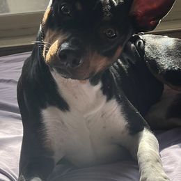 Hype - Rat Terrier