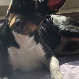 Hype - Rat Terrier