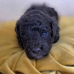Jellybean - Chocolate male Goldendoodle puppy in Decatur, Tennessee from Diamond's Doodles