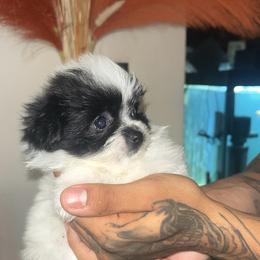 Bubbles - Parti female Maltipoo puppy in Long Island, New York from Minipaws kennel