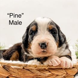 Pine (Blue Collar) - Black rust and white male Bernese Mountain Dog puppy in Hudson, Indiana from TurkeyCreek-K9