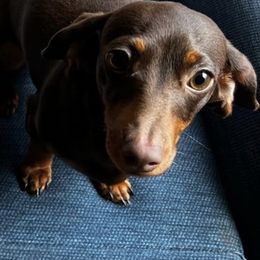 Dachshunds from Ava's Animal House