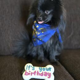 Pomeranian Puppies from Mary's Pomeranians