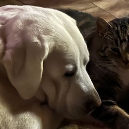 Labrador Retrievers from Wagging lab tails