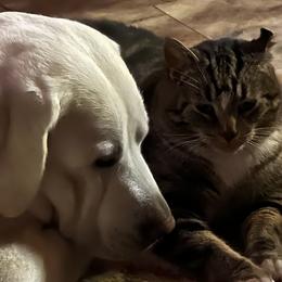 Labrador Retrievers from Wagging lab tails