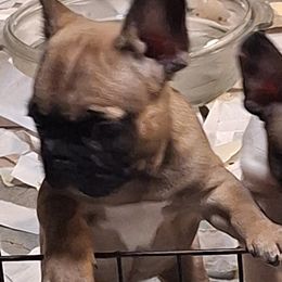 French Bulldog Puppies from Double Barrel Bulldogs