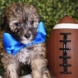 Blue  Boy - Brown male Poodle puppy in Las Vegas, Nevada from Plush Toy Poodle Puppies & Pals