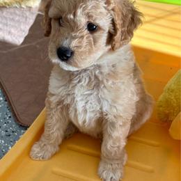 Black - Apricot female Goldendoodle puppy in Guntersville, Alabama from Carefree Goldendoodles