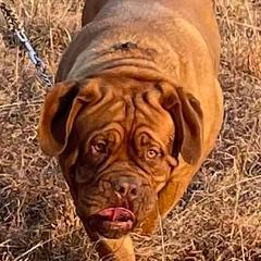 Dogues de Bordeaux from Legacy Bordeaux
