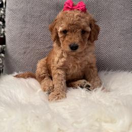 Anitta - Apricot female Goldendoodle puppy in Davie, Florida from Daviegoldendoodles