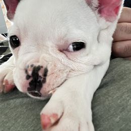 French Bulldog Puppies from Ark Frenchies Limited