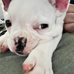 French Bulldog Puppies from Ark Frenchies Limited