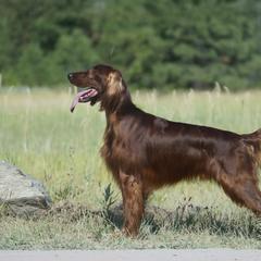 Cipher - Irish Setter