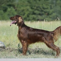 Cipher - Irish Setter