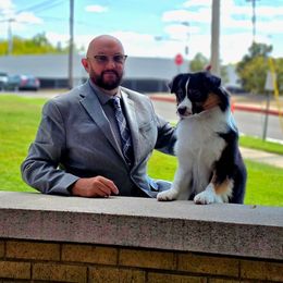 Rip - Black tri male Miniature American Shepherd puppy in New Mexico from Von Südwest German Shepherds and Mosaic Mini American Shepherds