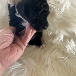 Boots - Parti male Poodle puppy in Elverta, California from Silveracepoodles