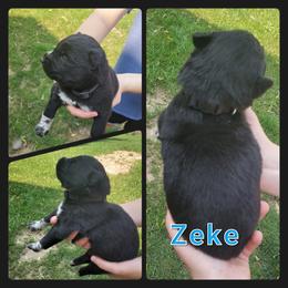 Siberian Husky Puppies from Haase Family Kennels