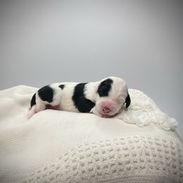 Peach collar - Black and white female Sheepadoodle puppy in Mesa, Arizona from Desert Sheepies and Doodles