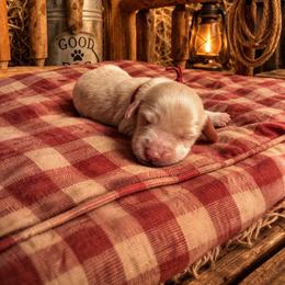 Dolly (Parton) - Caramel cream female Australian Labradoodle puppy in Millville, California from Hope Lane Kennels