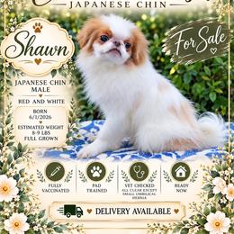 Shawn - Red and white male Japanese Chin puppy in Johnson City, Tennessee from Erin & Friends Japanese Chin