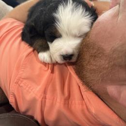 Girl 3 - Black rust and white female Bernese Mountain Dog puppy in Waco, Texas from Van Amburgh Family Farm - Bernese Mountain Dogs