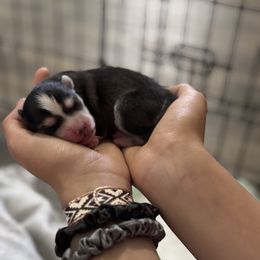 Boy 1 - Tri-color male Pomsky puppy in Sturgis, Kentucky from Furever Pomskies