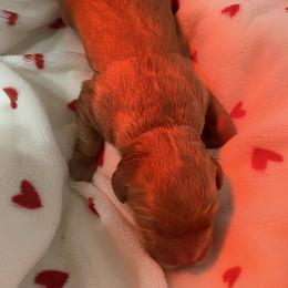 Boy 1 - Dark golden male Golden Retriever puppy in Stigler, Oklahoma from Red MAX Golden Retrievers
