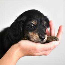 Rose - Black and cream female Dachshund puppy in Youngstown, Florida from Paradox Dachshunds