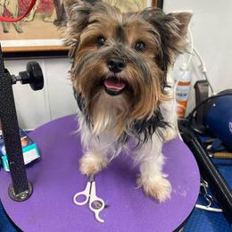 Bella - Yorkshire Terrier