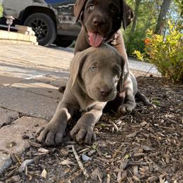 Dilute Retriever and Labrador Retriever Puppies from South Shore Labradors
