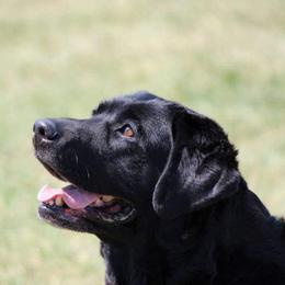 Labrador Retrievers from Tameric Labradors