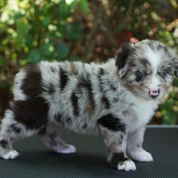 Dune - Red merle male Miniature American Shepherd puppy in Kamuela On The Big Island, Hawaii from Royal Hawaiian Aussies LLC